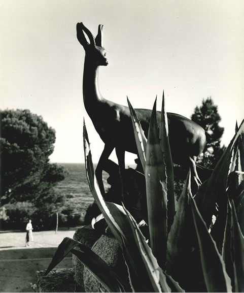 Detail, garden of the Hostal de la Gavina, S'Agaro – 1955